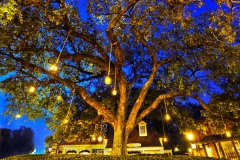 liberty-square-tree