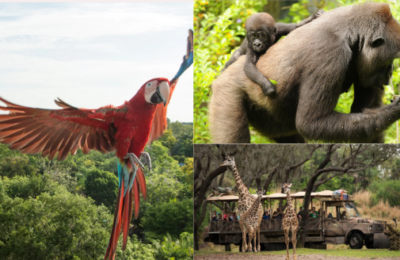 Wild About Animal Kingdom Quiz!